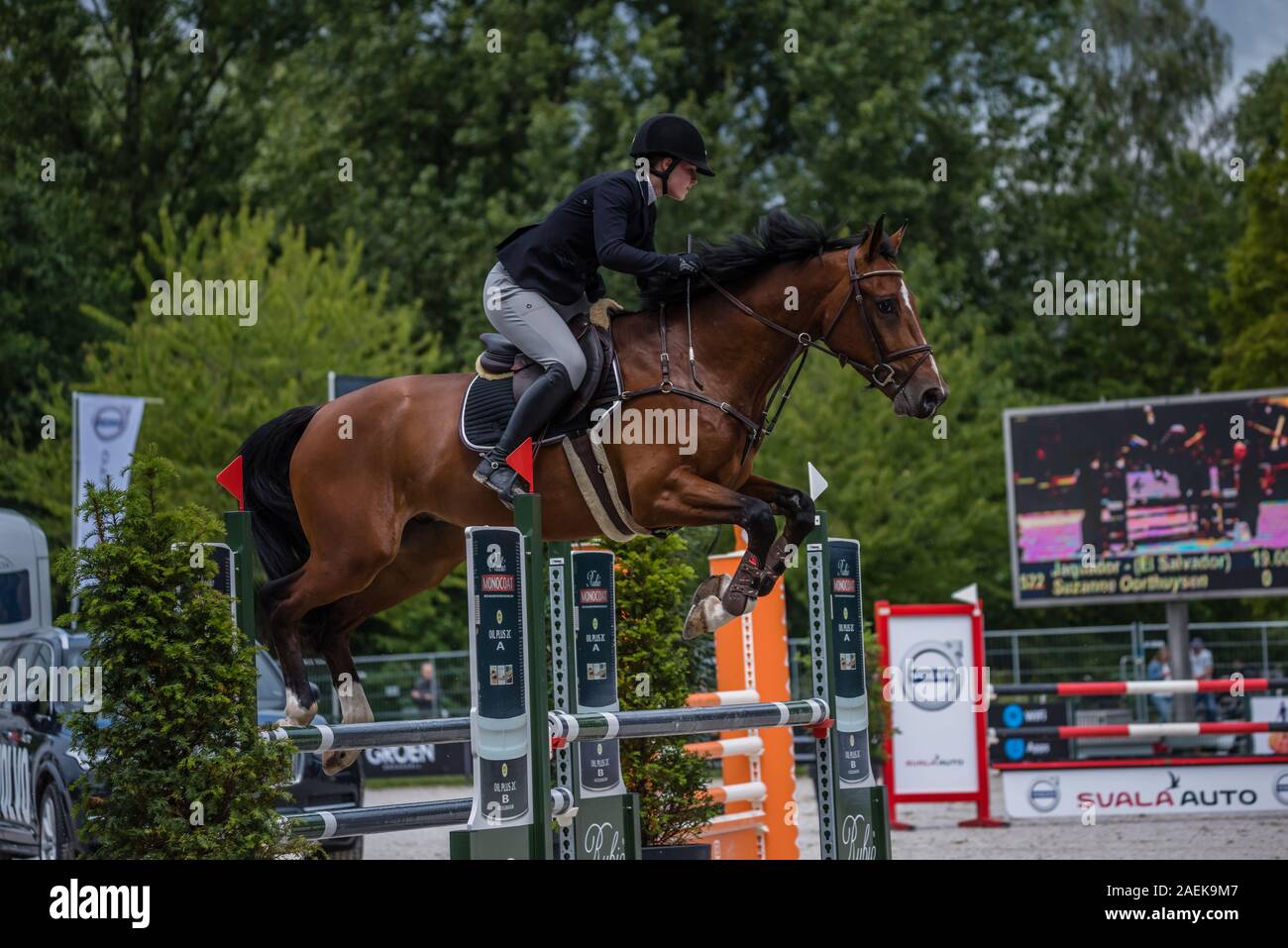 Haarlemmermeer Holland 19 Juni 2019 Concours Hippique Pferd springen Stockfoto