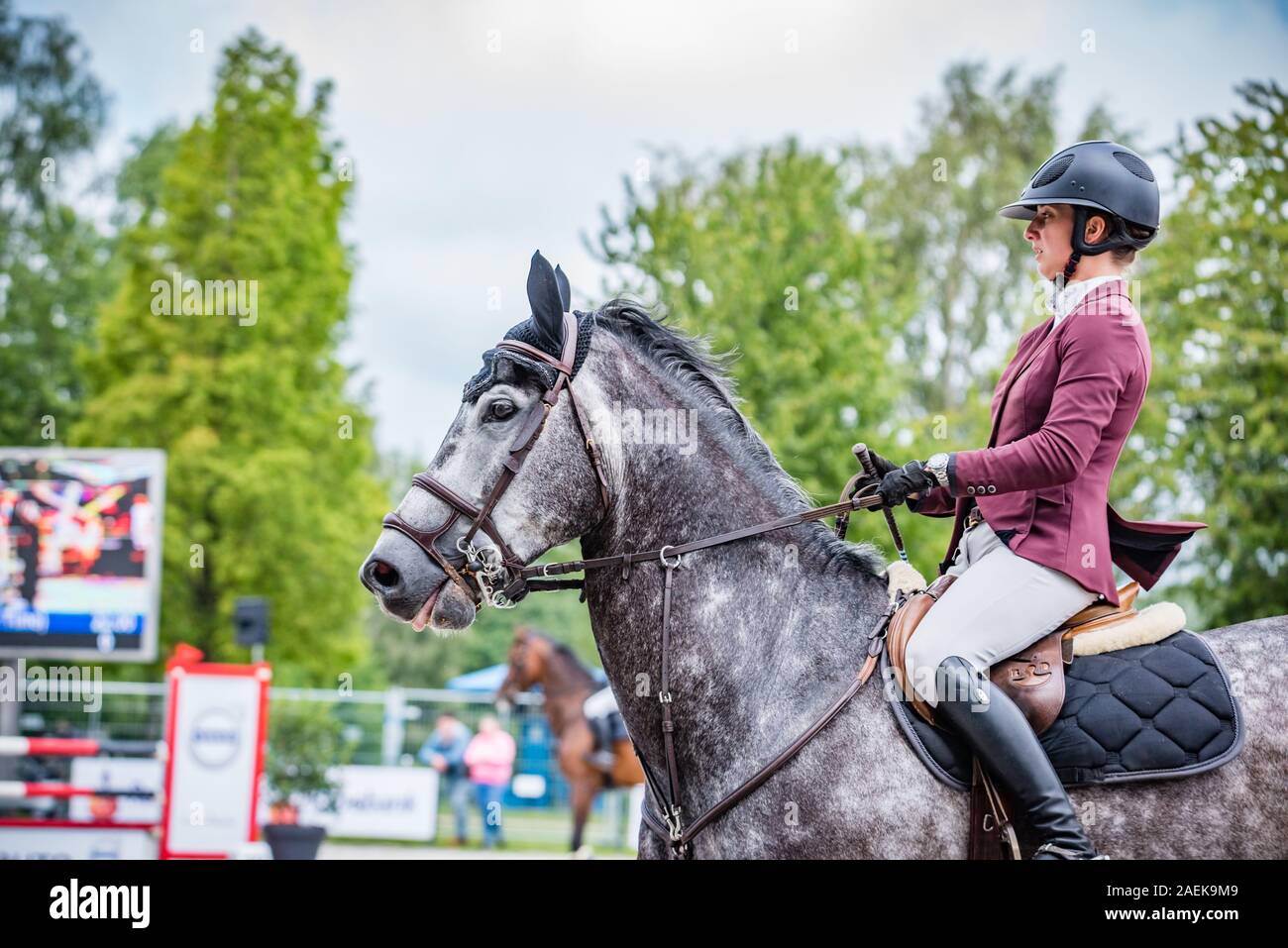 Haarlemmermeer Holland 19 Juni 2019 Concours Hippique Pferd springen Stockfoto