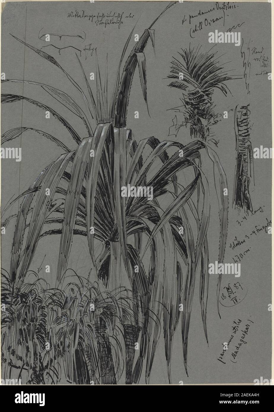 Studien von Madagaskar-Schraubenkiefern, die Max Seliger 1887 schuf, zeigen botanische Illustrationen von Pandanus-Arten. Die Arbeit konzentriert sich auf die Blattstruktur, das Wachstumsmuster und die wissenschaftliche Studie des späten 19. Jahrhunderts. Stockfoto
