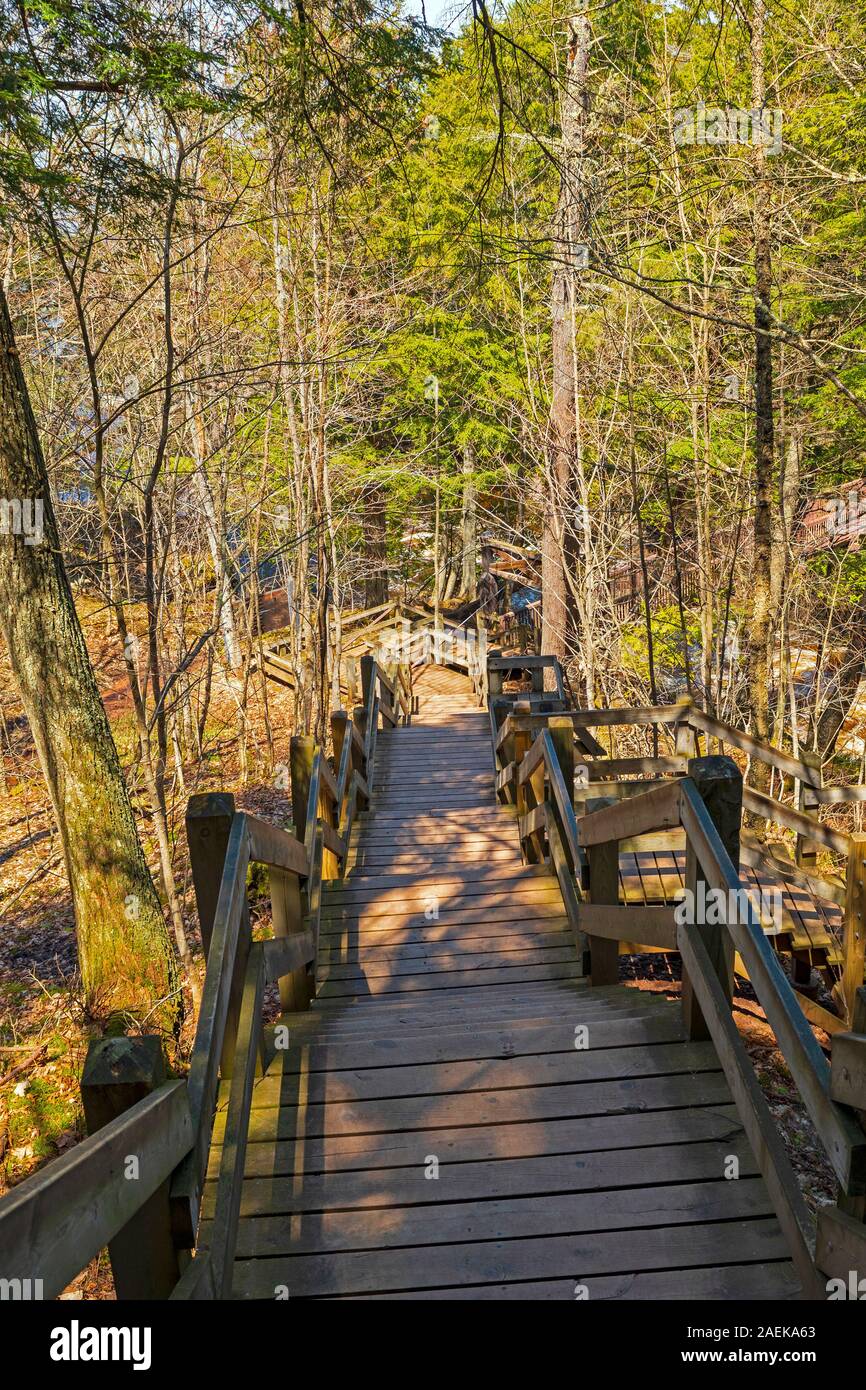 Treppe auf einem Waldweg in Porcupine Mountains State Park in Michigan Stockfoto