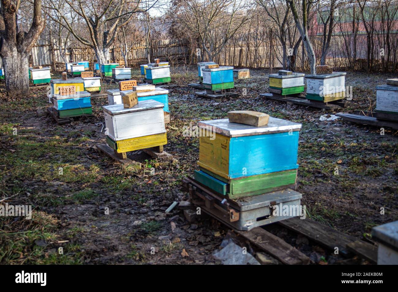 Kontrolle hive stehend auf Skalen. Kontrollfluss von Futtermitteln im Hive durch Wiegen. Kontrolle von Futtermitteln im Hive mit Honig Bienen im Winter. Stockfoto