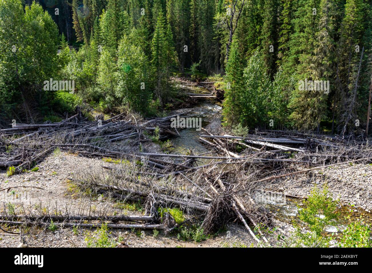 Waldboden der grünen Gräser, hohen Kiefern, umgestürzte Bäume und kleiner Bach. Stockfoto