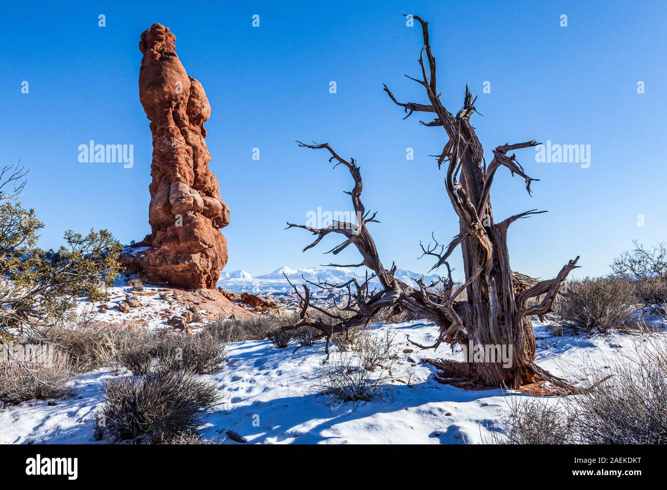 Ein alter toter Baum und ein Sandstein Pinnacle, Arches National Park, Utah, USA. Stockfoto