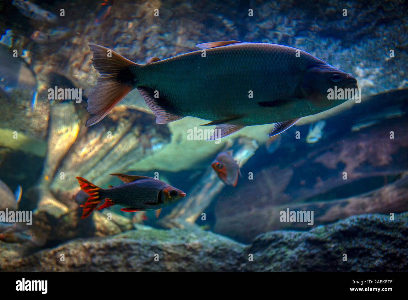 Fisch in tiefem Wasser Stockfoto