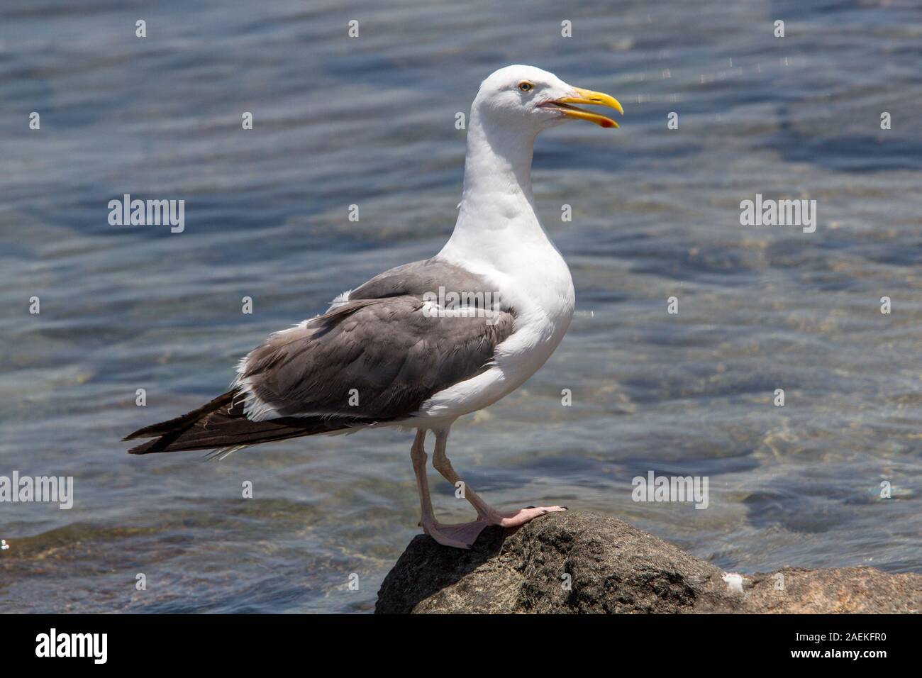 California-Möwe Stockfoto