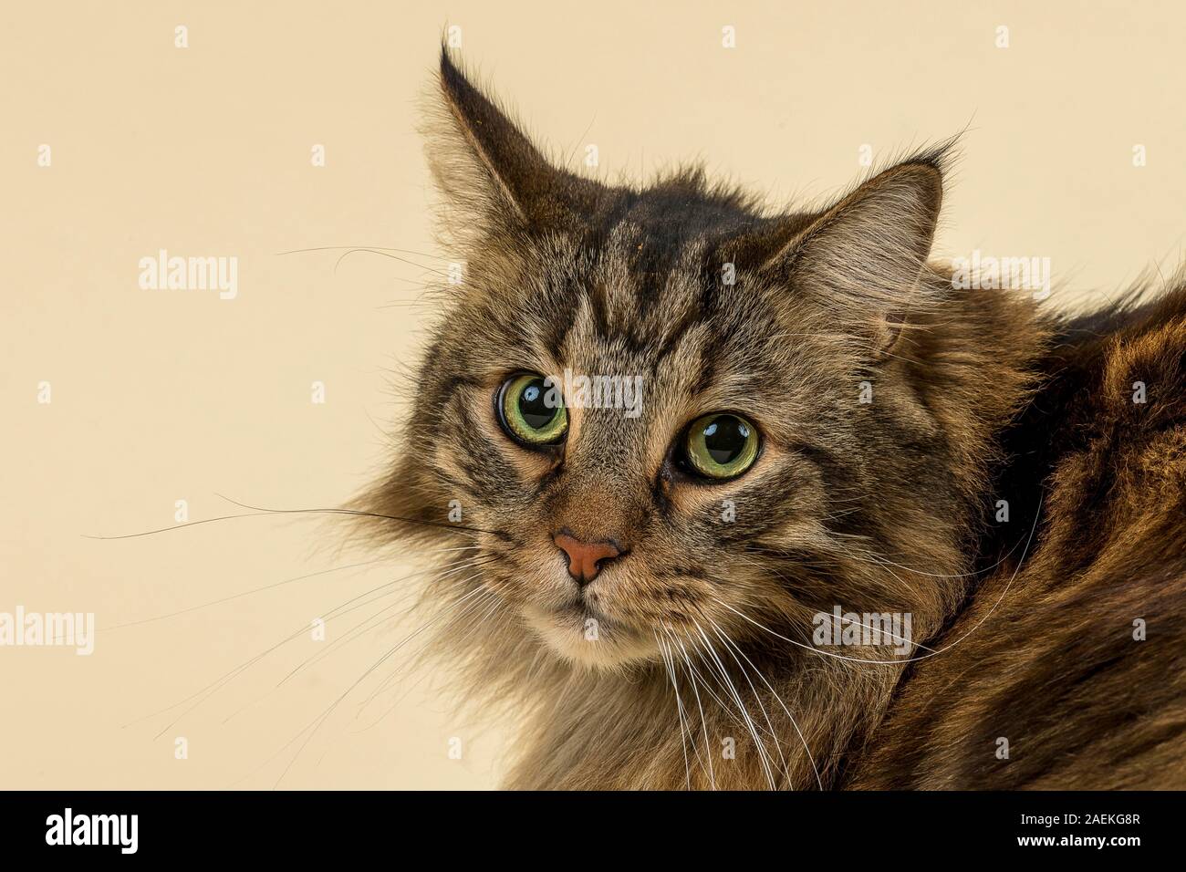 Norwegische Waldkatze (Felis silvestris catus), Tier Porträt, Gesicht, männlich, 7 Jahre, Farbe schwarz tabby Classic, Österreich Stockfoto
