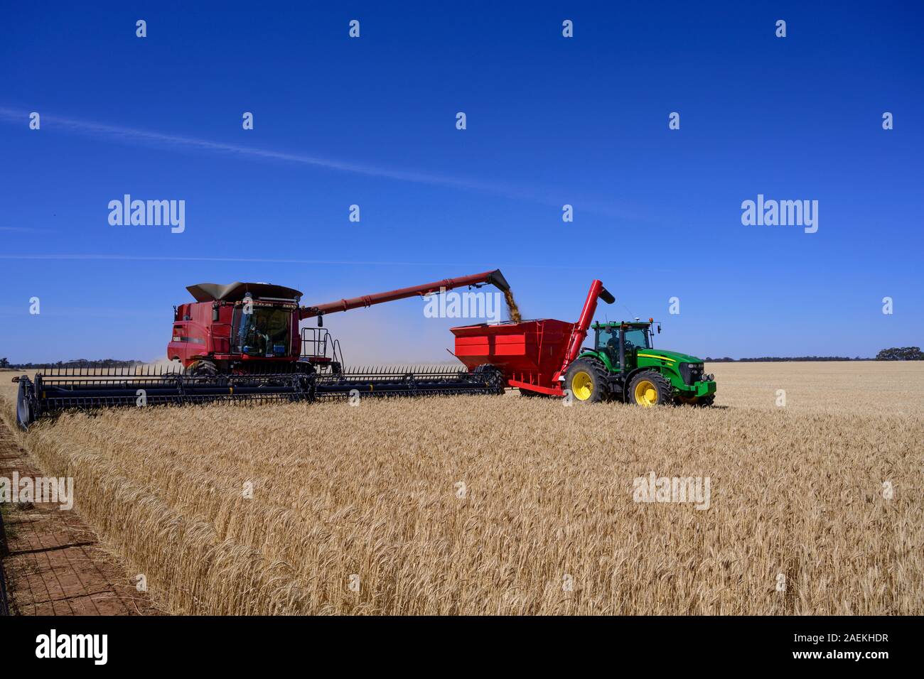 Harveting ein Feld von Korn in der wimmera Region von Victoria, Australien. Stockfoto