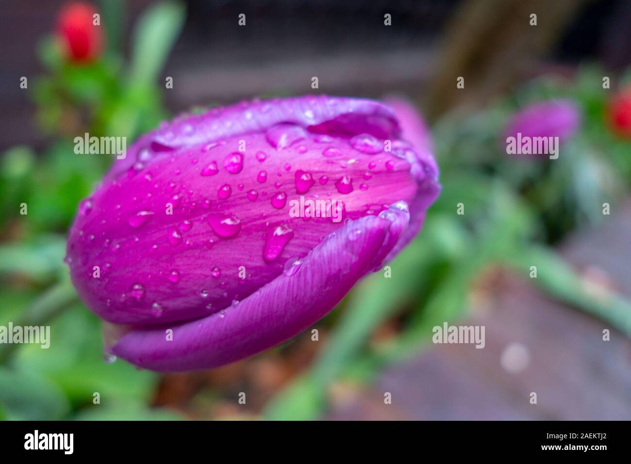 Nass mit Wassertropfen purpur violett fuchsia Tulpen in einem grünen Garten Stockfoto
