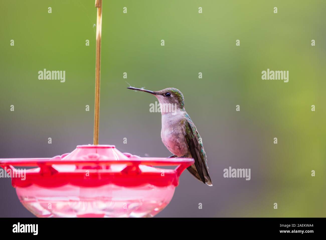 Ruby-Throated Hummingbird thront auf einem Bird Feeder in Ontario, Kanada. Stockfoto