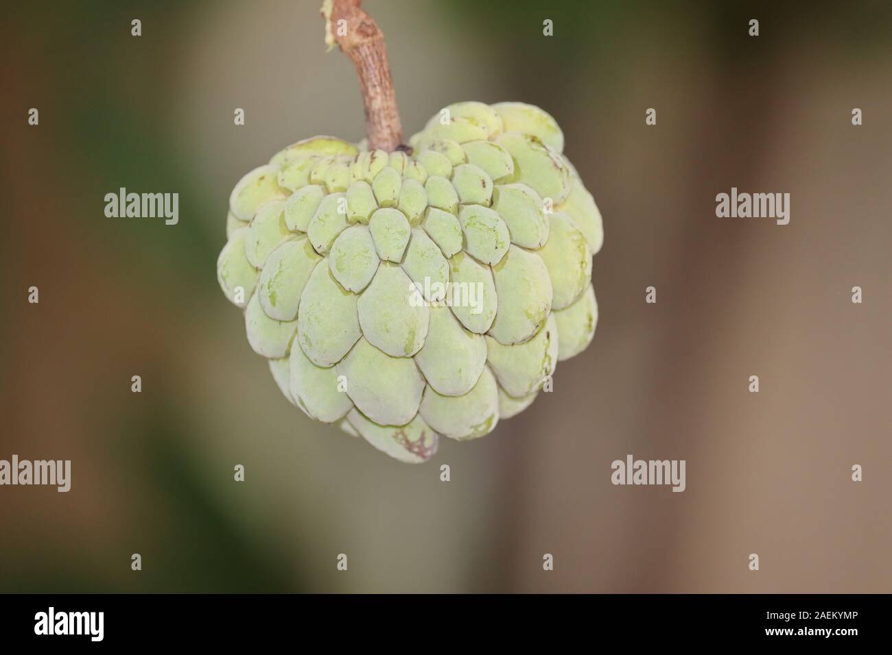 Asia custard apple tree -Fotos und -Bildmaterial in hoher Auflösung – Alamy