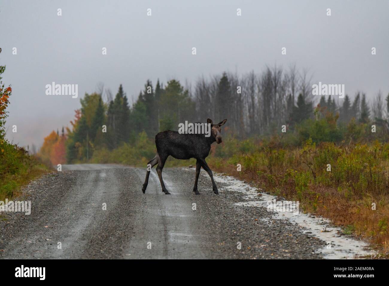 Ein Moose Crossing a Mountain Road Stockfoto