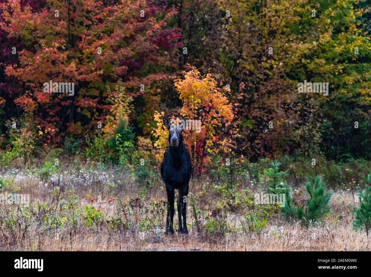 Ein Elch vor der Schönen Herbstfarben Stockfoto
