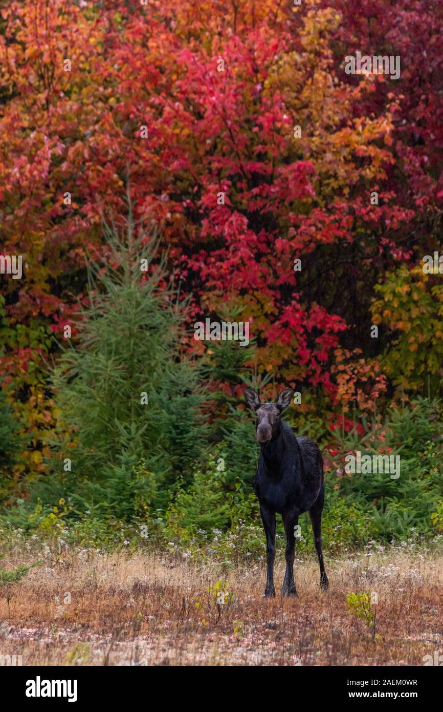 Ein Elch vor der Schönen Herbstfarben Stockfoto