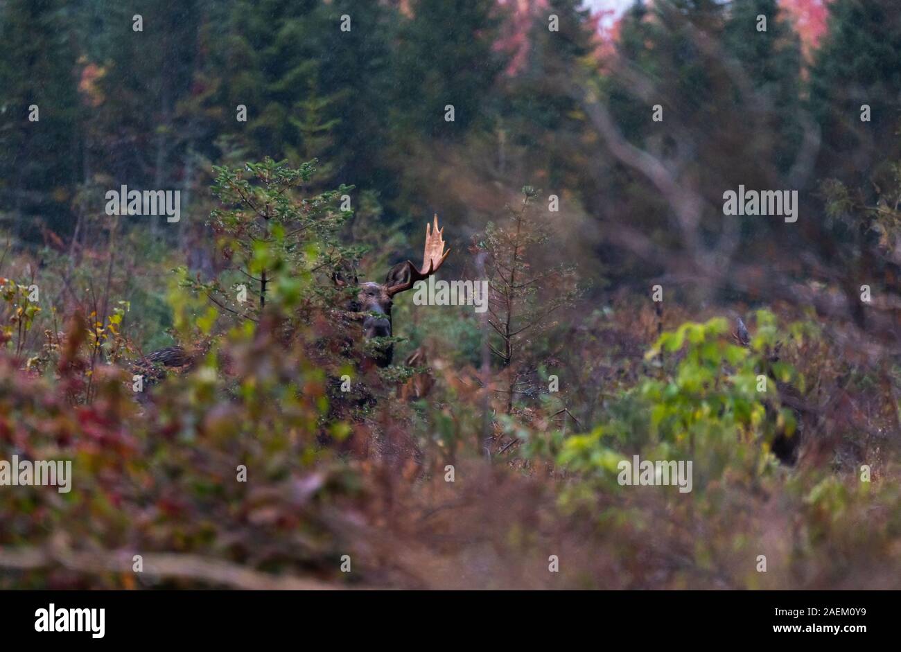 Ein Elch in einem sumpfigen Morast im Regen Stockfoto