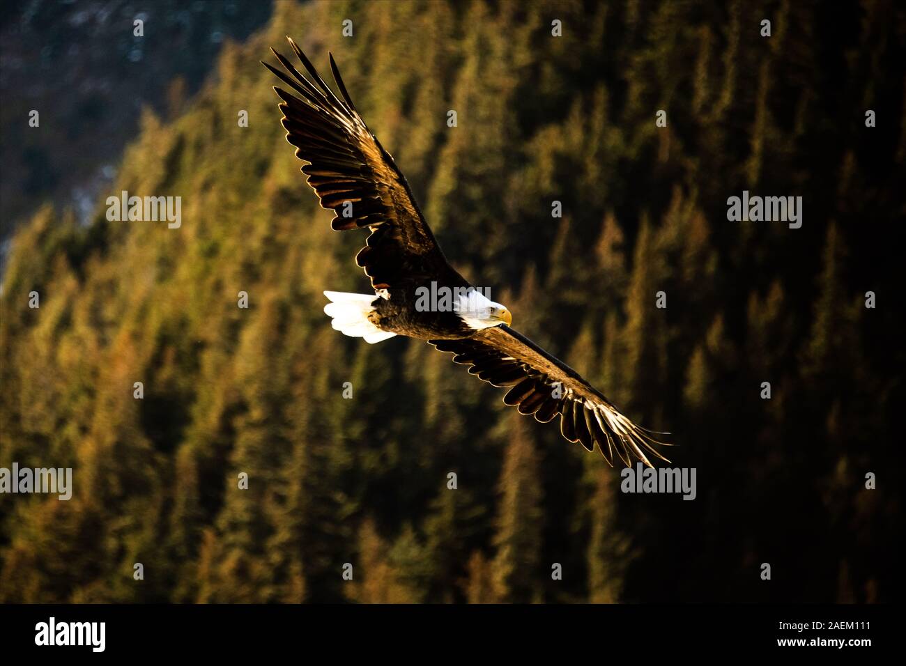 Ein kahler Adler fliegt in Alaska. Stockfoto