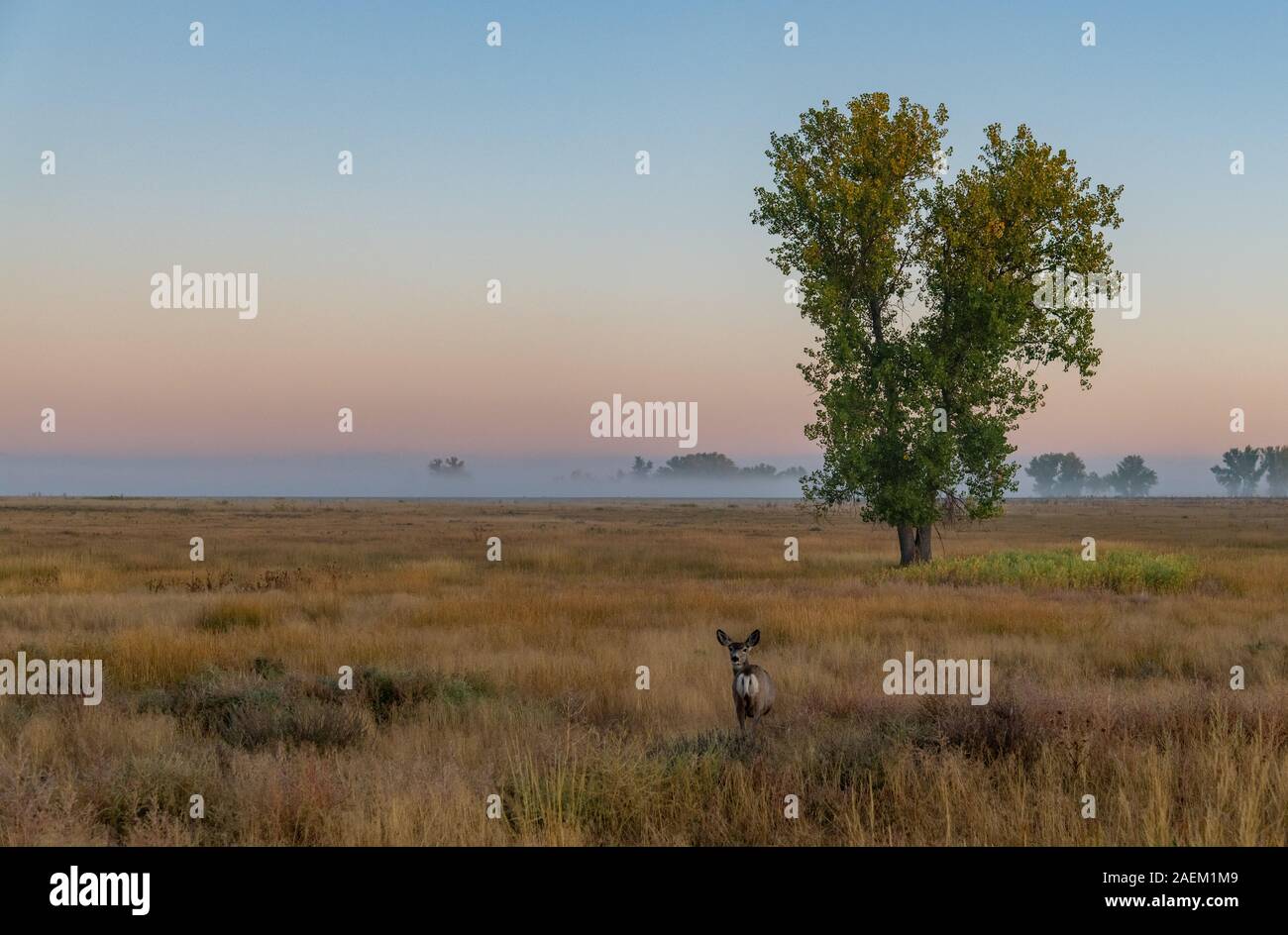 Ein Hirsch blickt zurück beim Roaming die weiten Ebenen Stockfoto