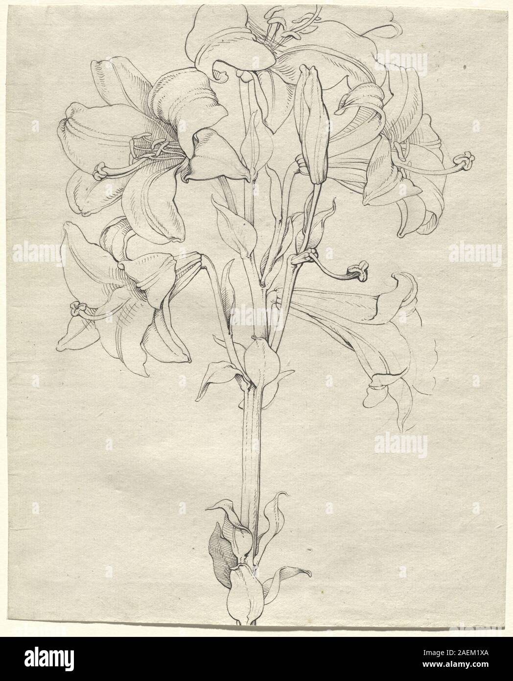 Philipp Otto Runge, einen Stiel mit Lilien mit sechs Blüten, 1808 einen Stiel mit Lilien mit sechs Blüten; 1808 Datum Stockfoto