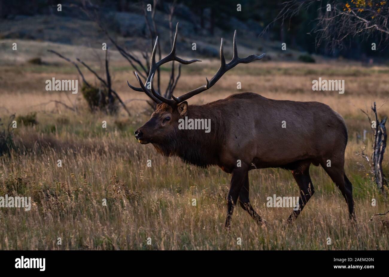 Eine große Bull Elk im Herbst Rut Stockfoto