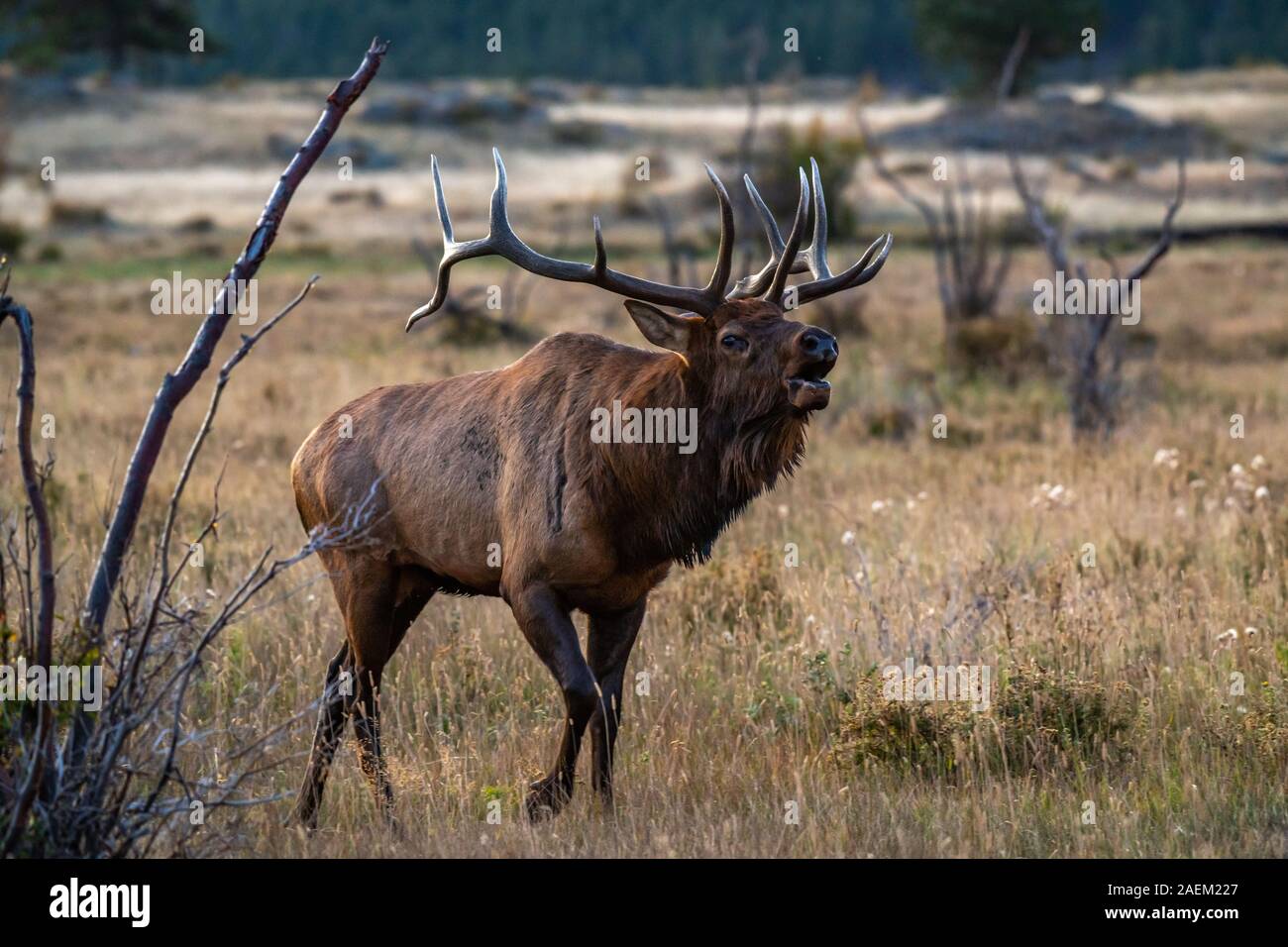Eine große Bull Elk im Herbst Rut Stockfoto