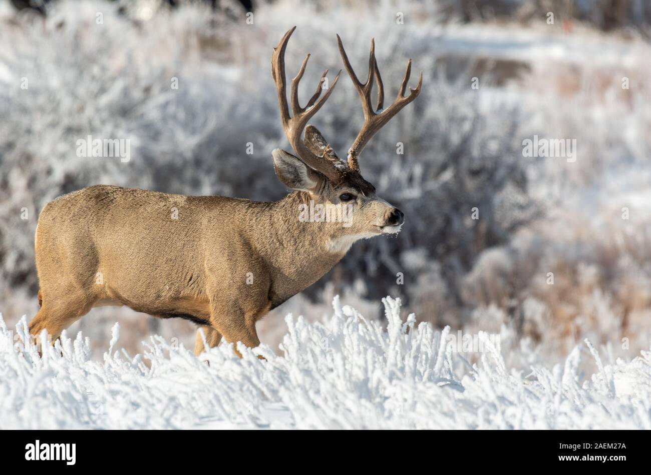 Ein großer Hirsch Buck in einem schneebedeckten Feld Stockfoto