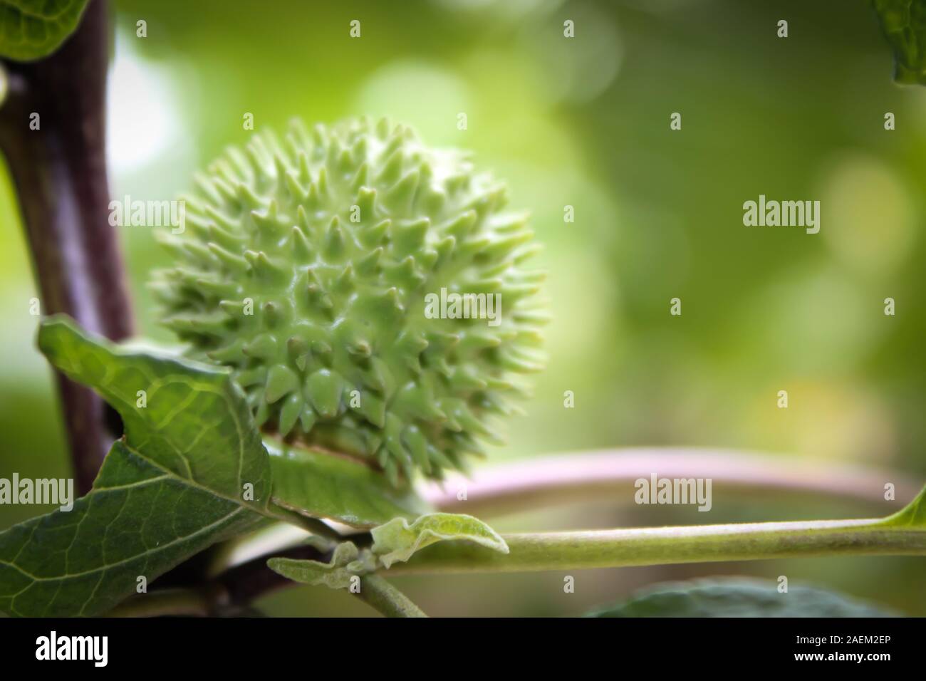 Eine grüne Natur multi Thorn mit unterschiedlichen Anzeigen Stockfoto