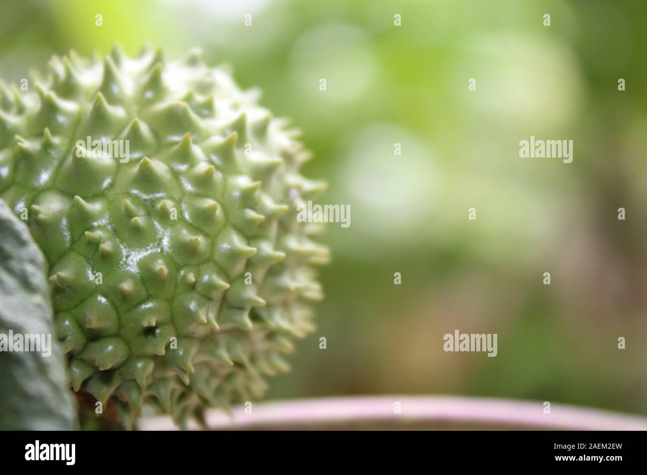Eine grüne Natur multi Thorn mit unterschiedlichen Anzeigen Stockfoto
