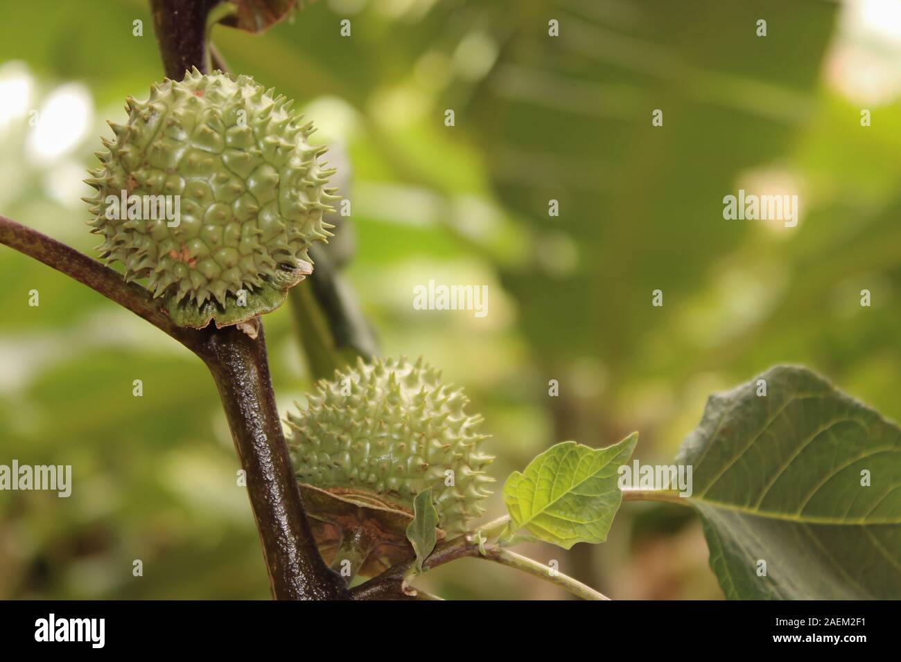 Eine grüne Natur multi Thorn mit unterschiedlichen Anzeigen Stockfoto
