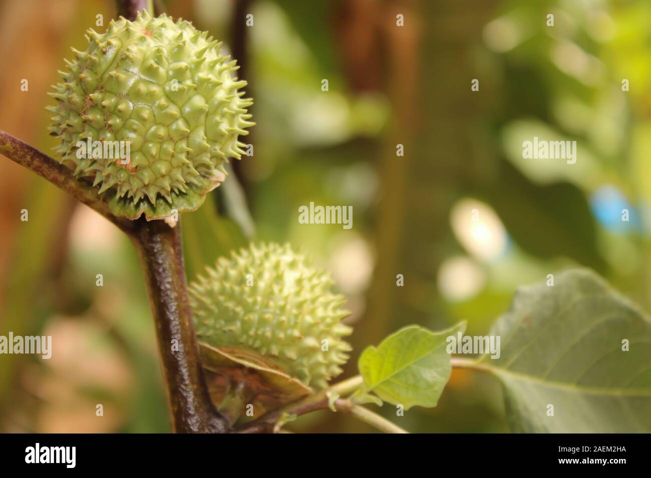 Eine grüne Natur multi Thorn mit unterschiedlichen Anzeigen Stockfoto