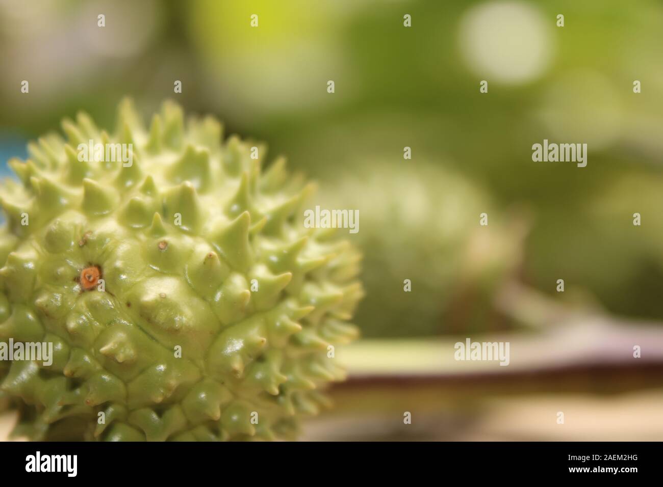 Eine grüne Natur multi Thorn mit unterschiedlichen Anzeigen Stockfoto