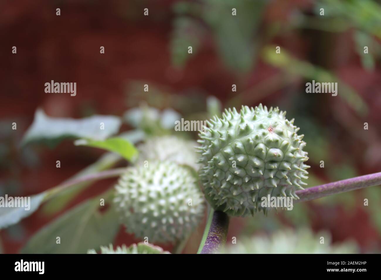Eine grüne Natur multi Thorn mit unterschiedlichen Anzeigen Stockfoto
