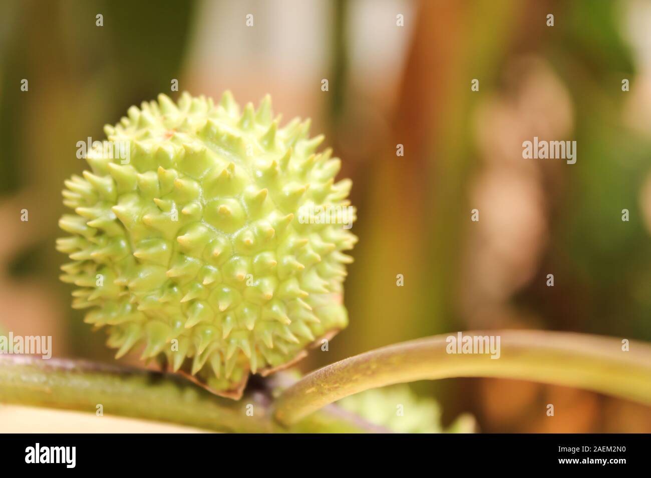Eine grüne Natur multi Thorn mit unterschiedlichen Anzeigen Stockfoto