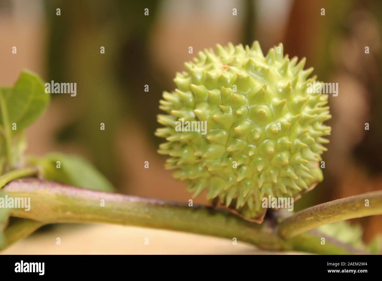 Eine grüne Natur multi Thorn mit unterschiedlichen Anzeigen Stockfoto