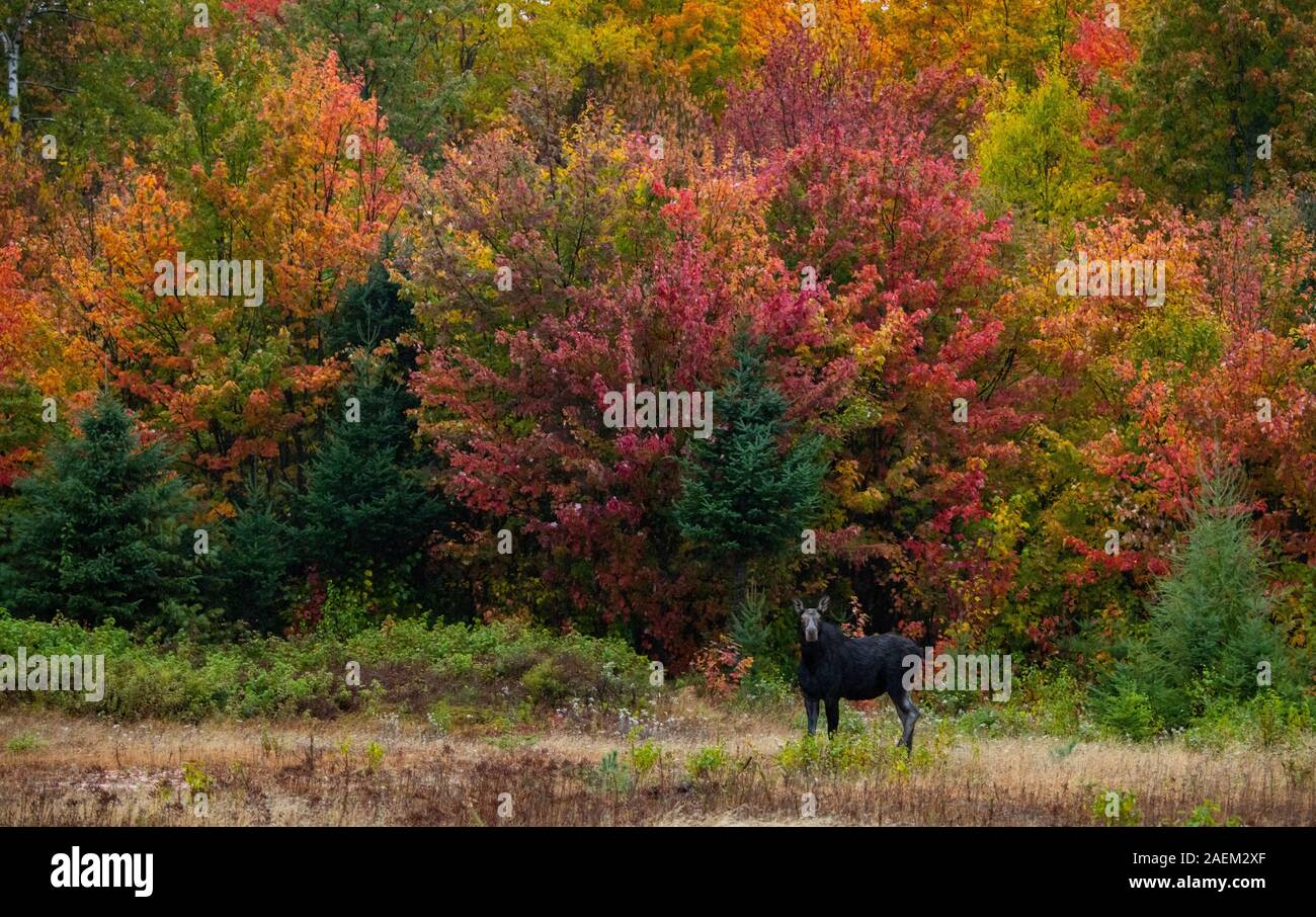 Ein Elch vor der Schönen Herbstfarben Stockfoto