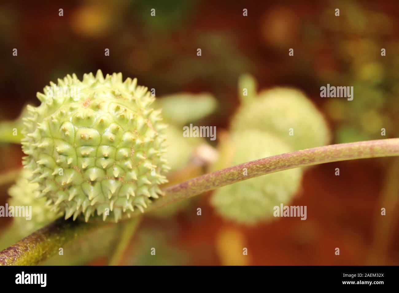 Eine grüne Natur multi Thorn mit unterschiedlichen Anzeigen Stockfoto