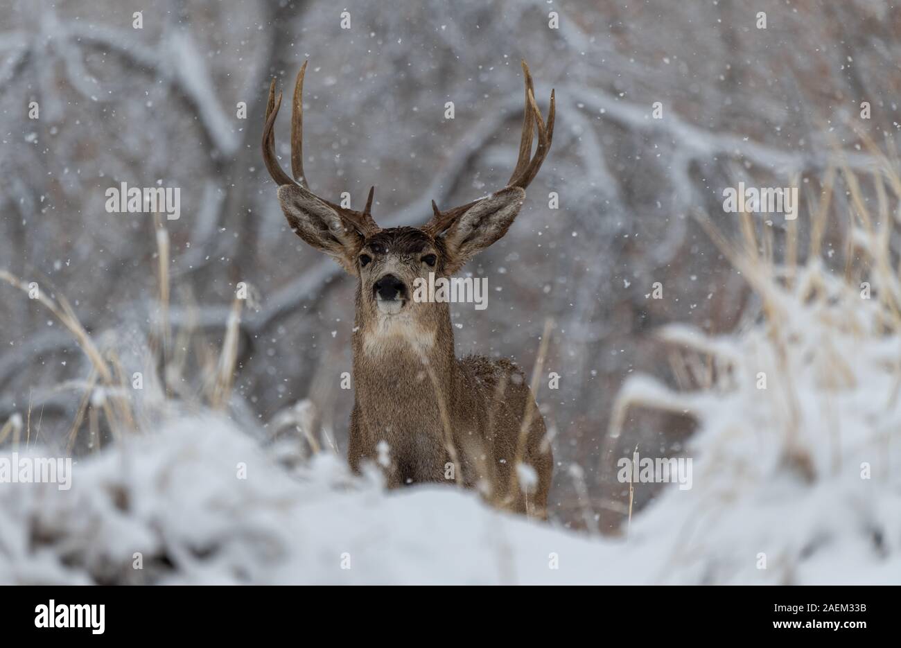 Ein großer Hirsch Buck in einem Schneesturm Stockfoto