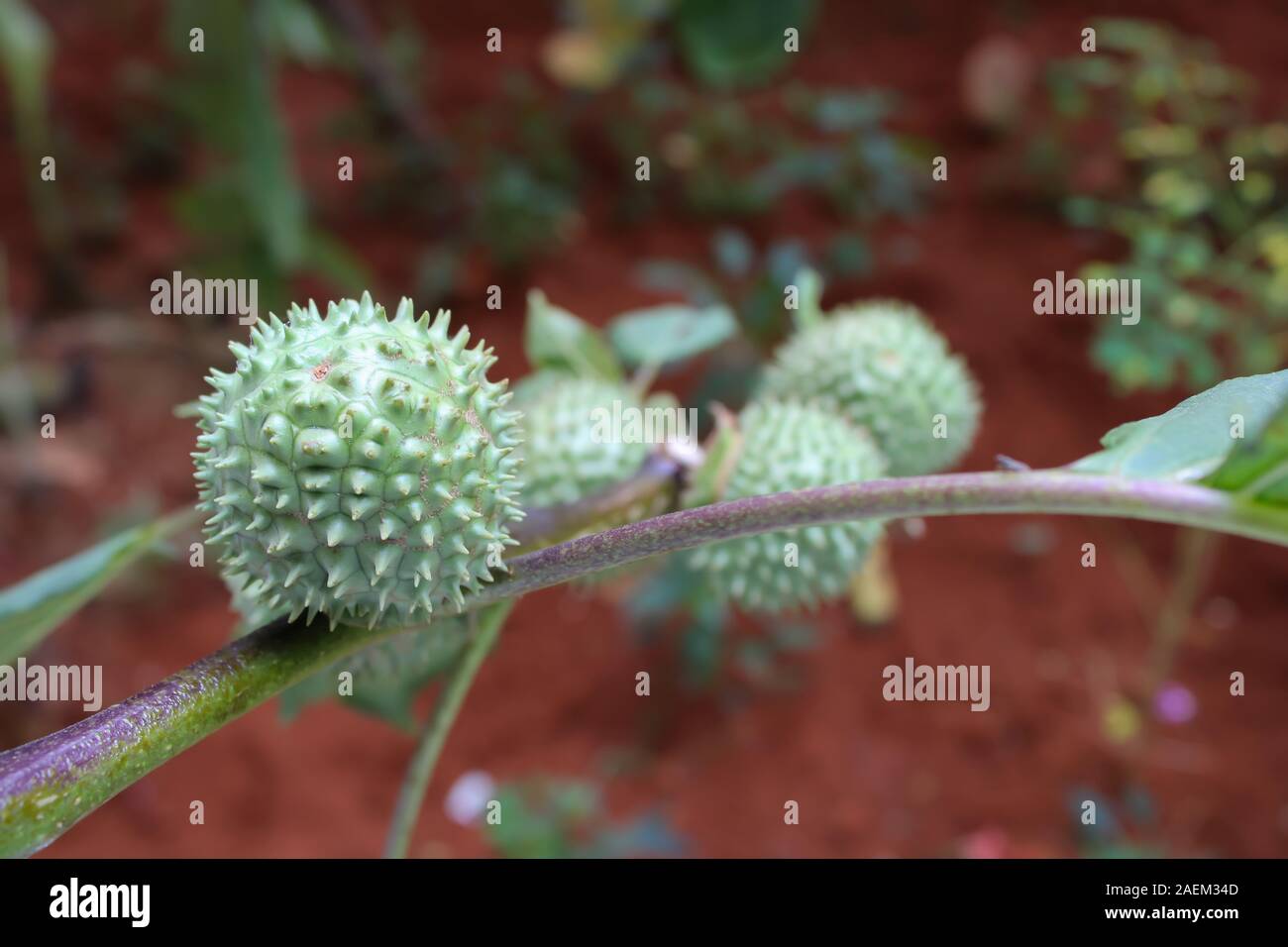 Eine grüne Natur multi Thorn mit unterschiedlichen Anzeigen Stockfoto