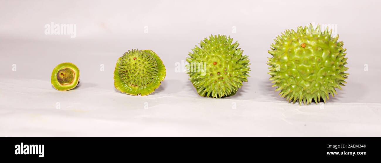 Eine grüne Natur multi Thorn mit unterschiedlichen Anzeigen Stockfoto