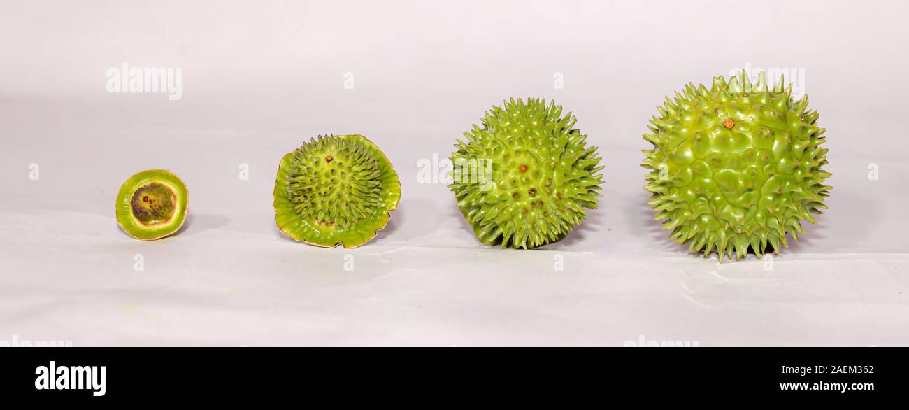 Eine grüne Natur multi Thorn mit unterschiedlichen Anzeigen Stockfoto