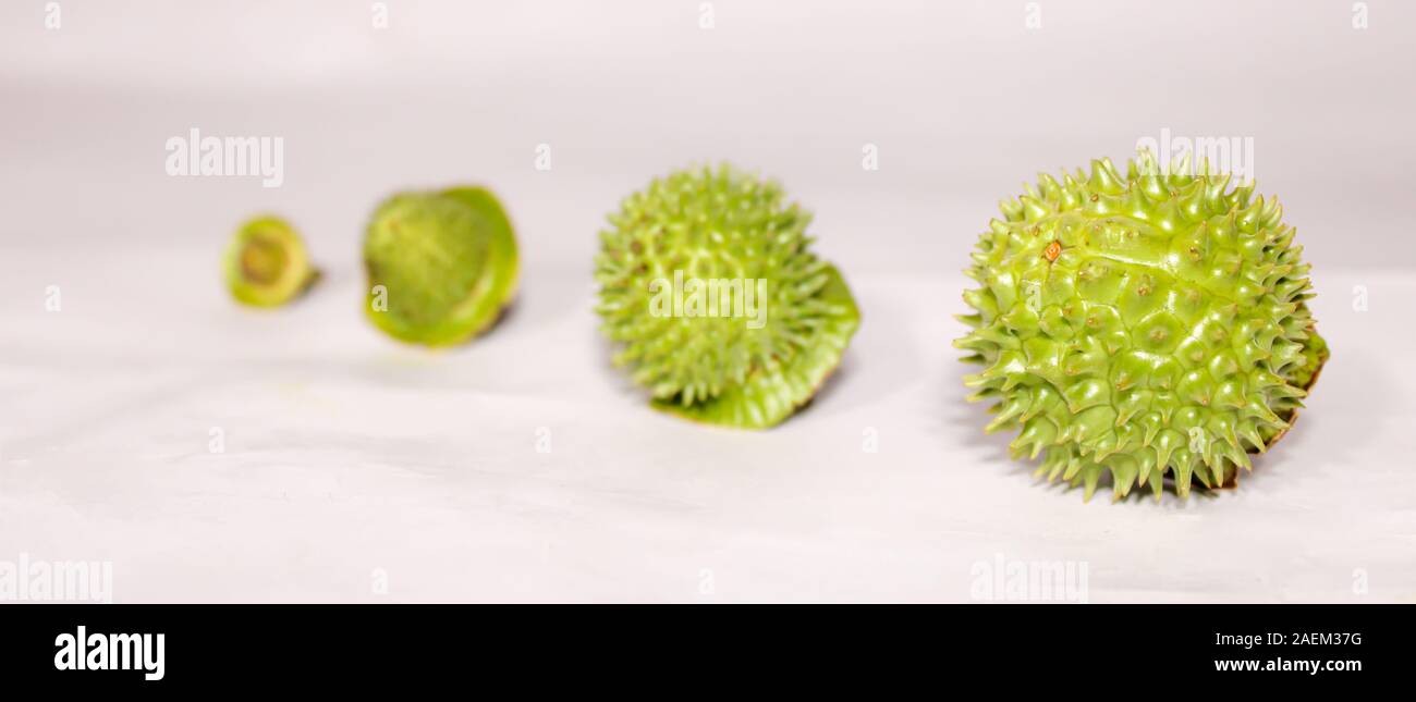 Eine grüne Natur multi Thorn mit unterschiedlichen Anzeigen Stockfoto