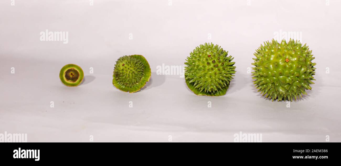 Eine grüne Natur multi Thorn mit unterschiedlichen Anzeigen Stockfoto