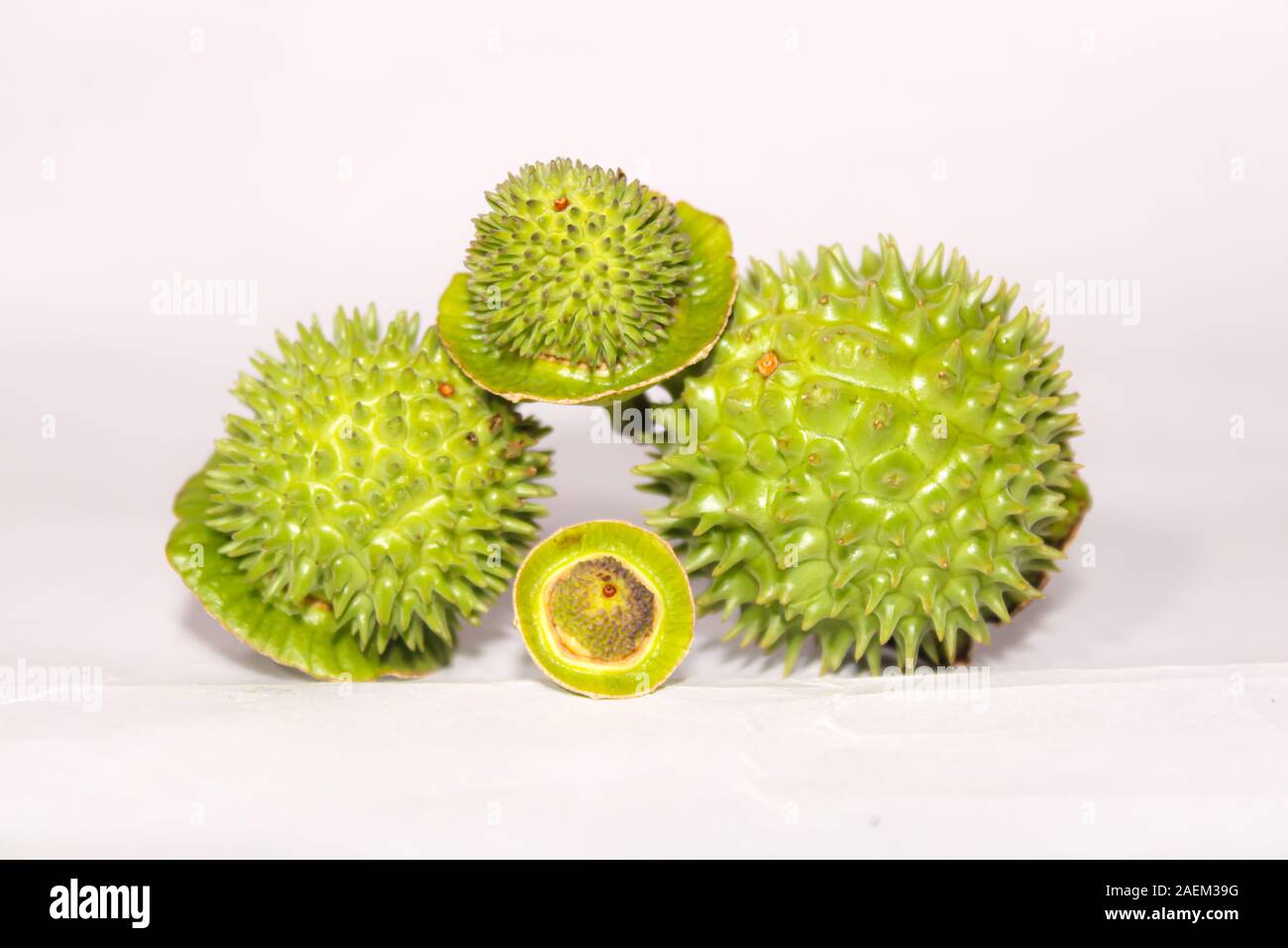 Eine grüne Natur multi Thorn mit unterschiedlichen Anzeigen Stockfoto