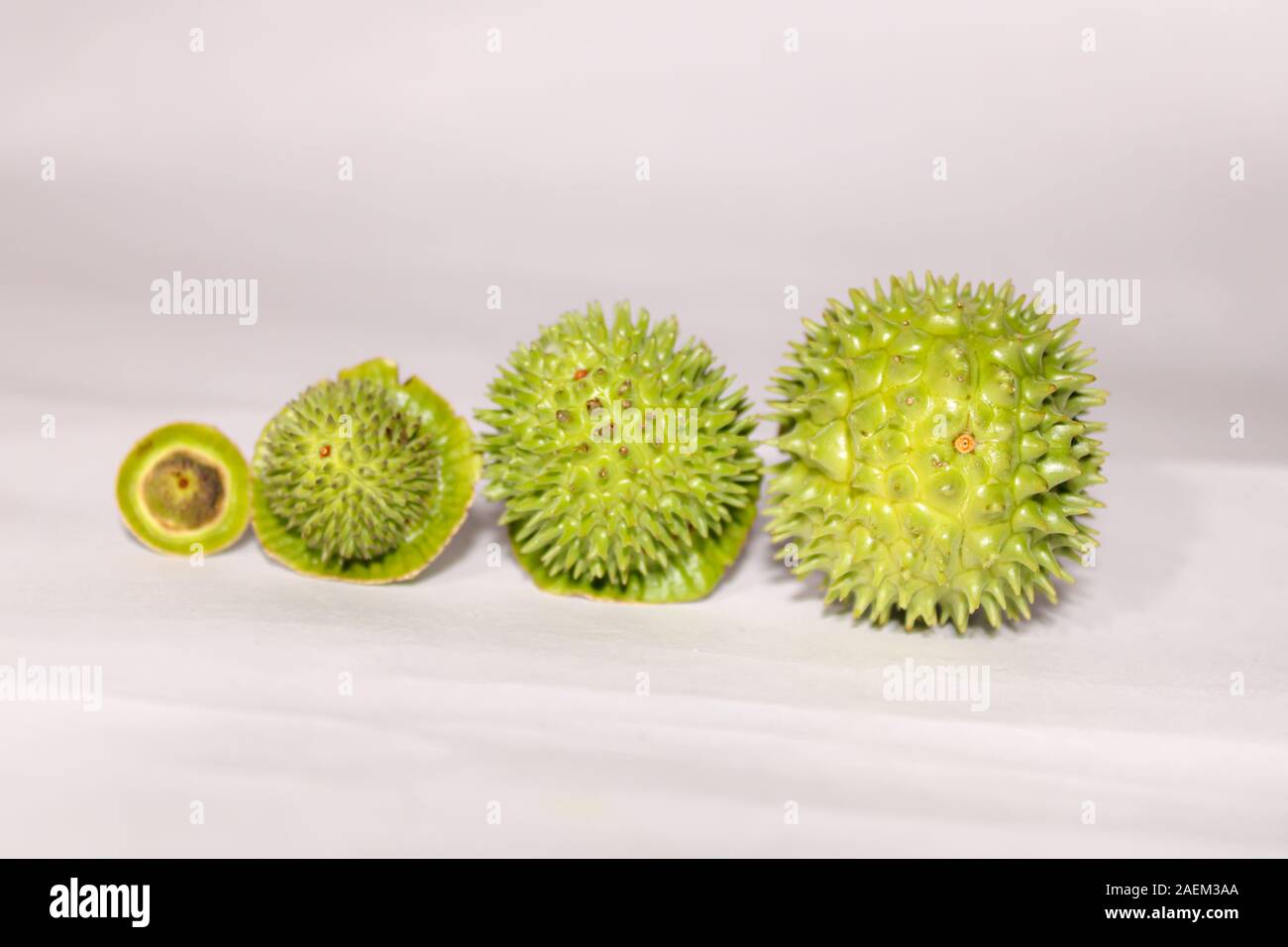 Eine grüne Natur multi Thorn mit unterschiedlichen Anzeigen Stockfoto