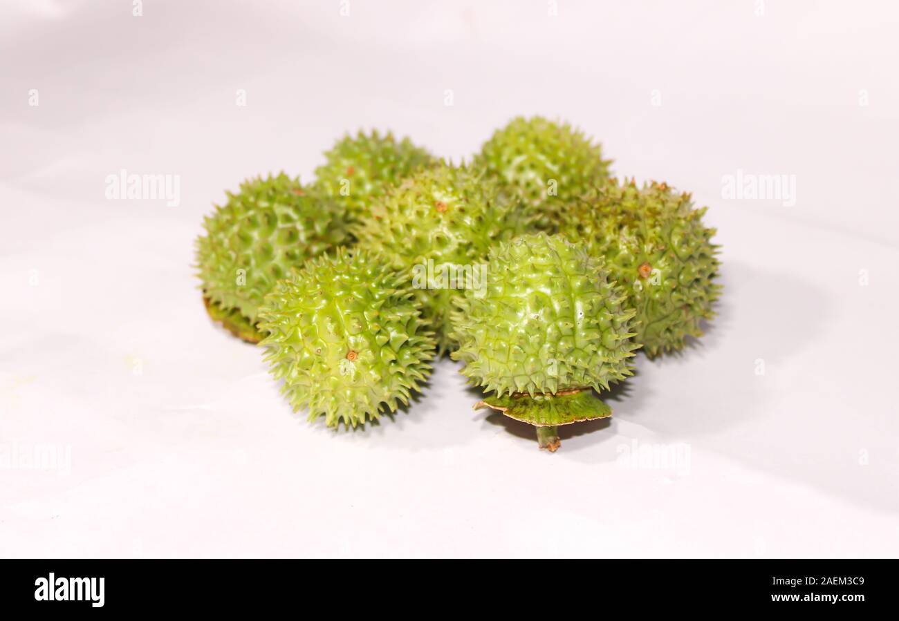 Eine grüne Natur multi Thorn mit unterschiedlichen Anzeigen Stockfoto