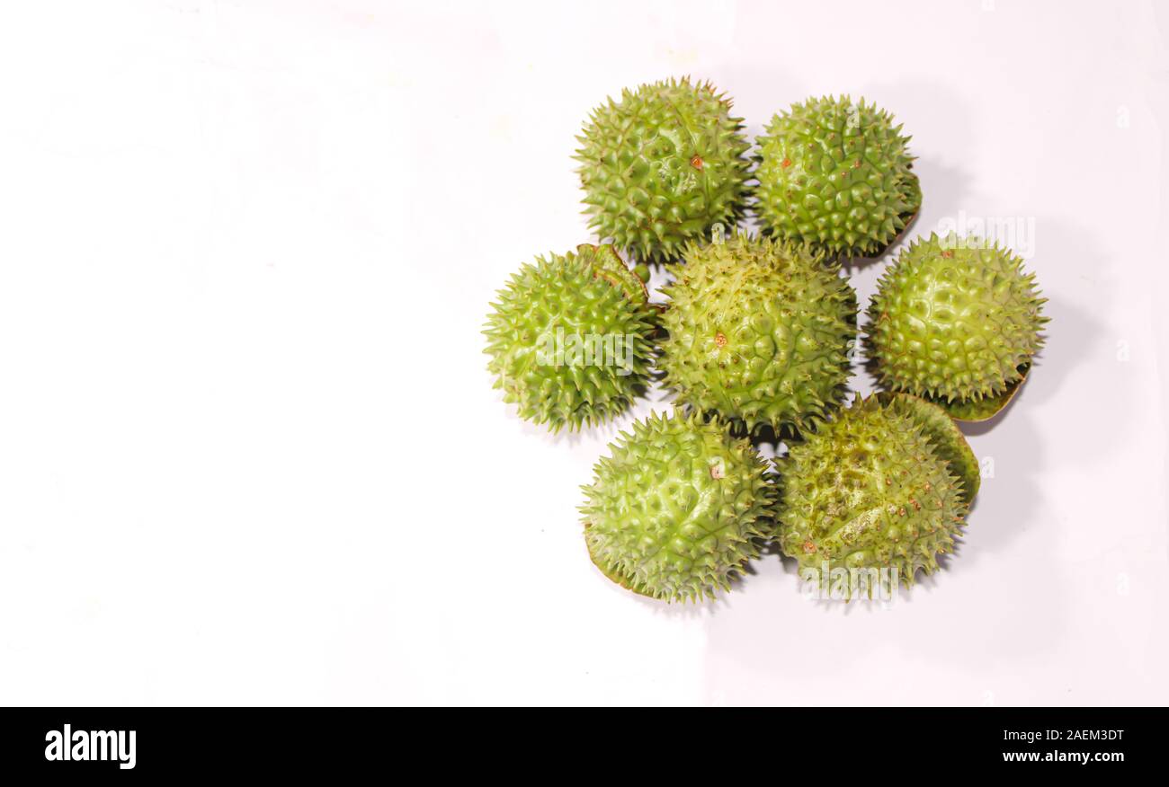 Eine grüne Natur multi Thorn mit unterschiedlichen Anzeigen Stockfoto