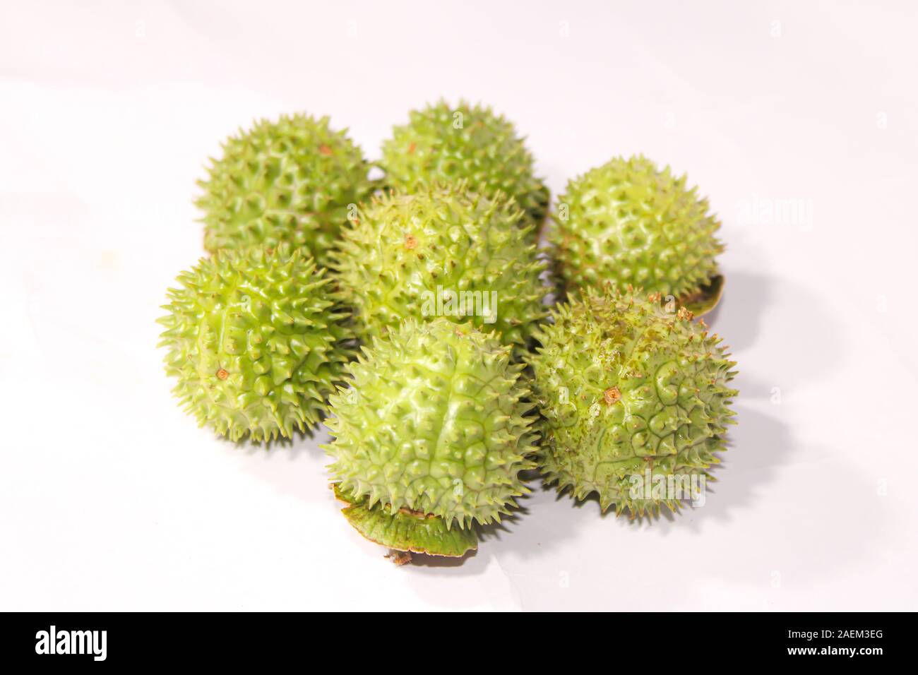 Eine grüne Natur multi Thorn mit unterschiedlichen Anzeigen Stockfoto