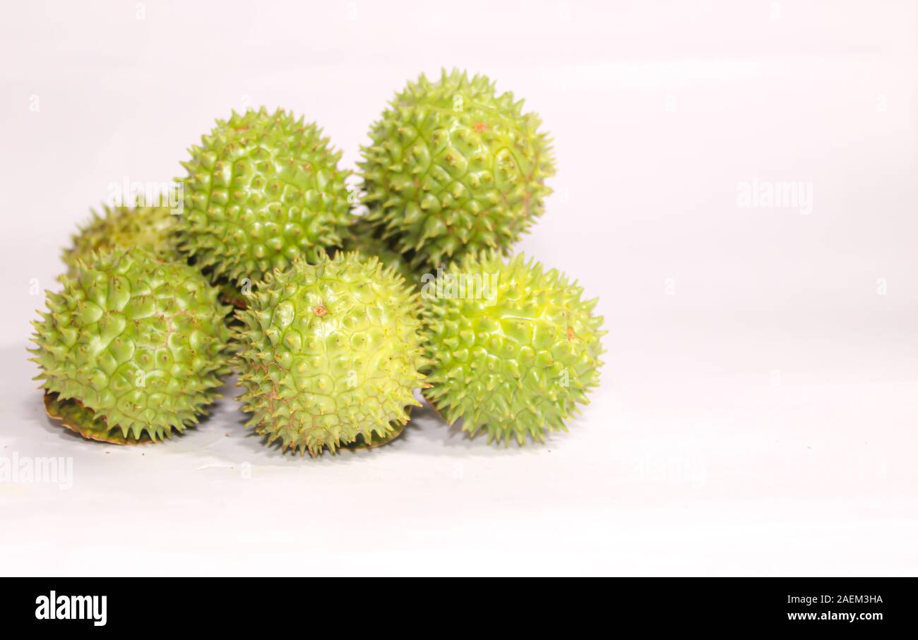 Eine grüne Natur multi Thorn mit unterschiedlichen Anzeigen Stockfoto