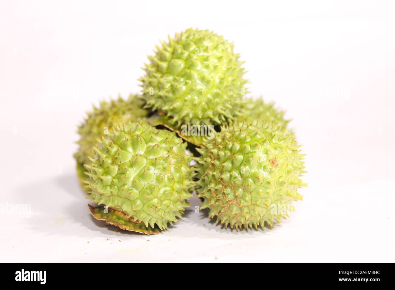 Eine grüne Natur multi Thorn mit unterschiedlichen Anzeigen Stockfoto