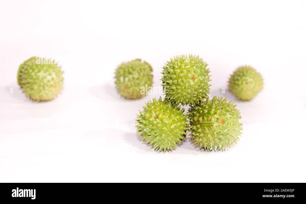 Eine grüne Natur multi Thorn mit unterschiedlichen Anzeigen Stockfoto