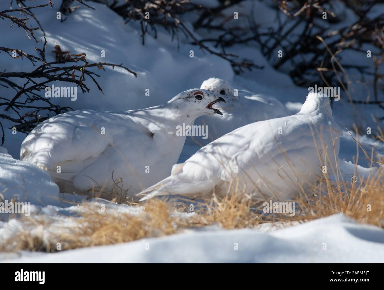 White-tailed Ptarmigan Streit Stockfoto