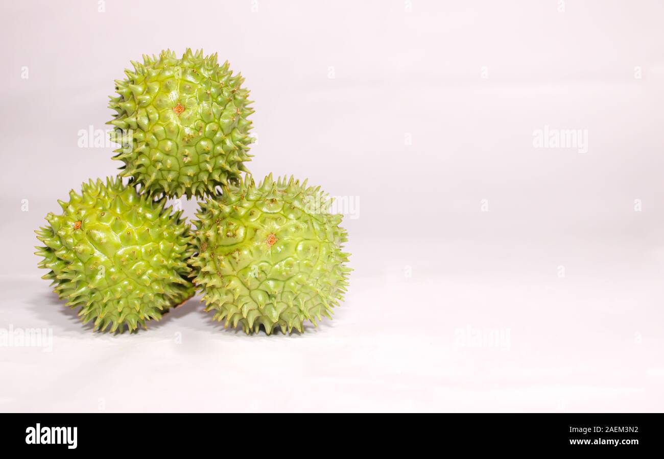 Eine grüne Natur multi Thorn mit unterschiedlichen Anzeigen Stockfoto